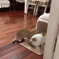 猫猫排队上厕所时大橘强势插队,网友:吃得多拉得多!