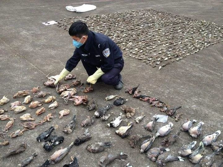 非法狩猎,杀害珍贵野生动物!莆田这2个人被判了