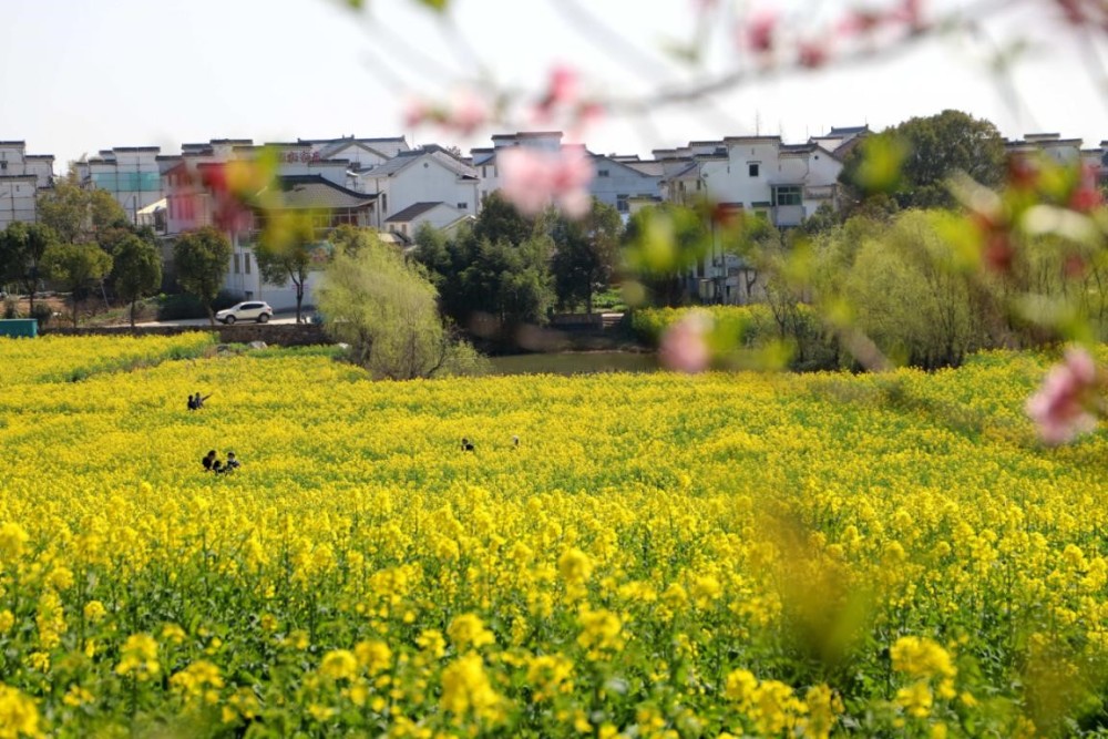 2020年3月15日,南京市高淳区桠溪国际慢城吕家村,游客在油菜花田里