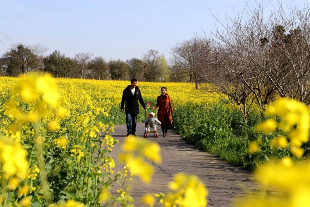 南京高淳:游客油菜花田乐享春天