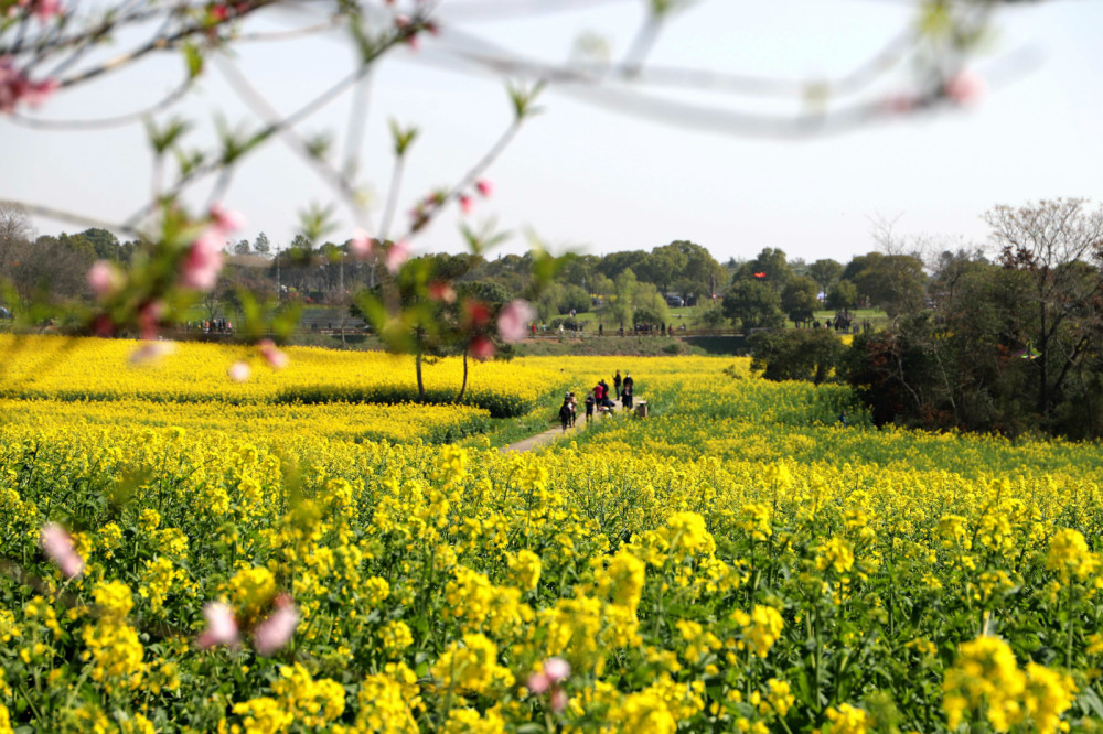 南京高淳:游客油菜花田乐享春天