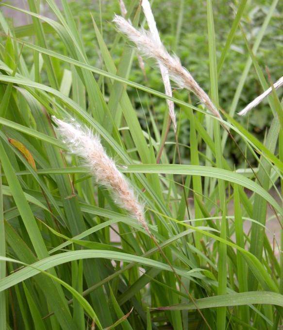 叶片由根茎中抽出,线形或线状披针形,叶面及叶缘较粗糙.