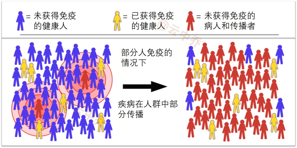 新冠病毒欧洲群体免疫的原理,优势和缺陷,万一身陷其中的应对方法
