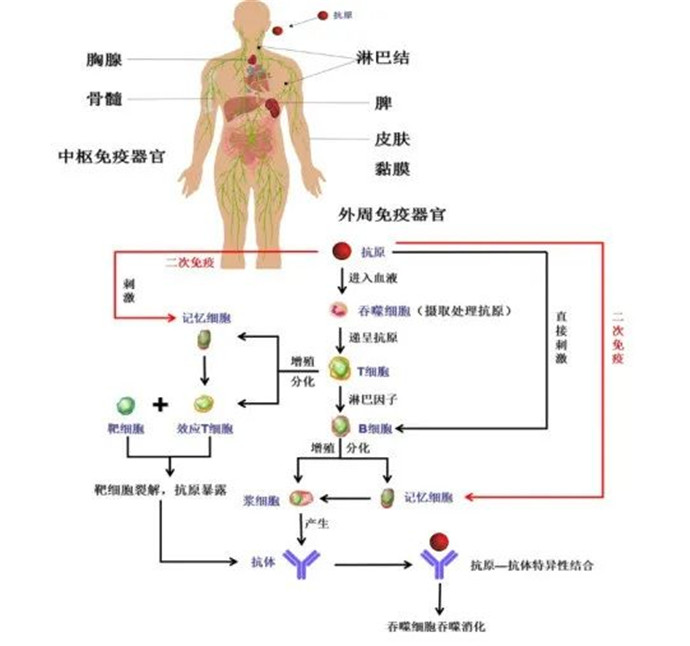 免疫力对预防疾病的作用,你都了解吗?