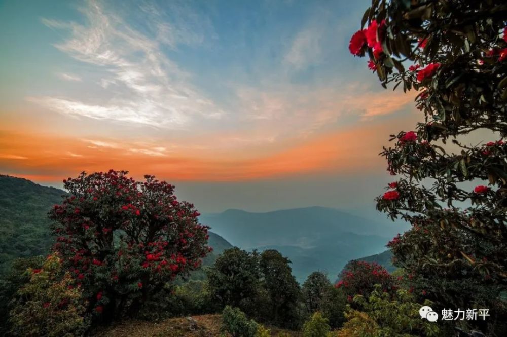 云南新平磨盘山:杜鹃花开映山红