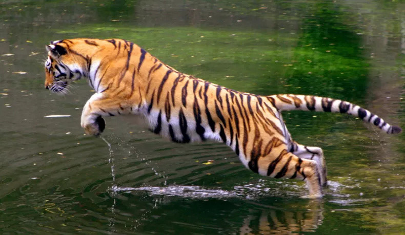 人在野外遇到老虎时,为什么说不要转身就跑或者蹲下,涨知识了