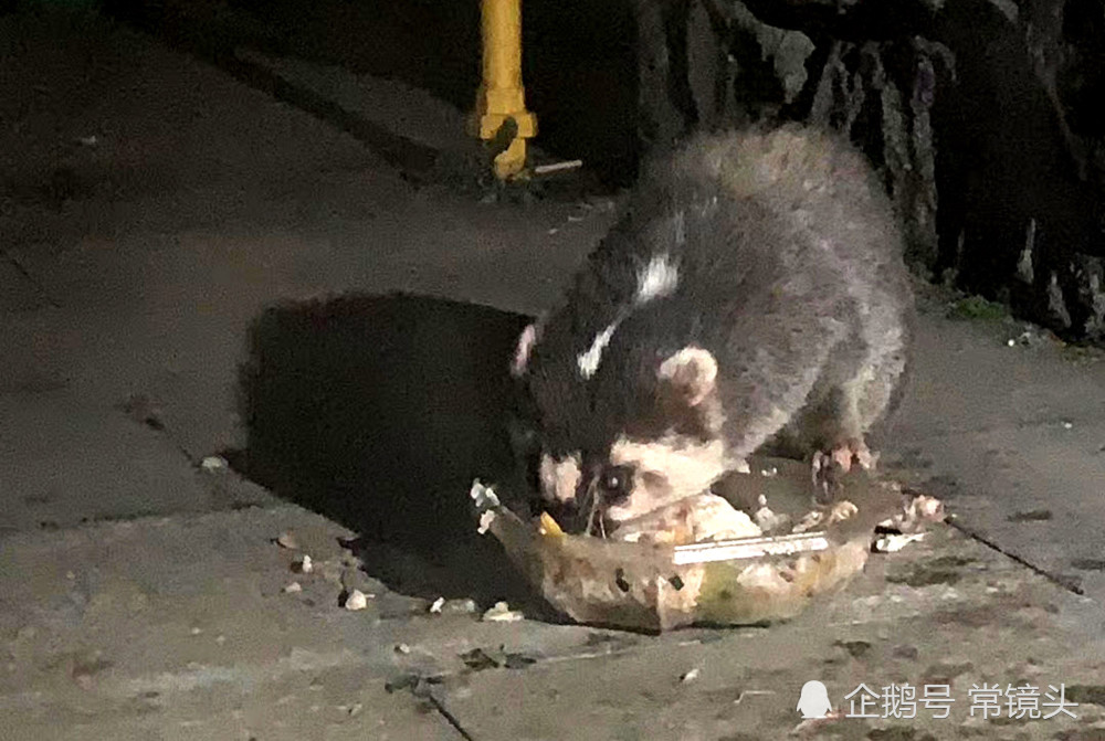 女子爆料在小区楼下两次看见果子狸:大摇大摆与猫抢食