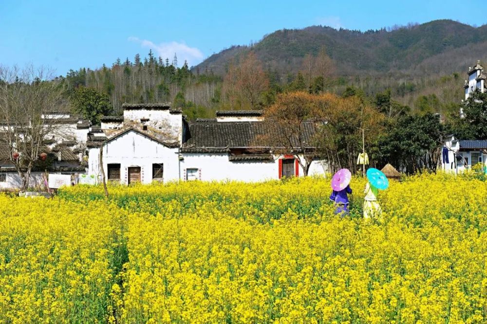 黟县,景区,塔川村,宏村镇,西递村,油菜花