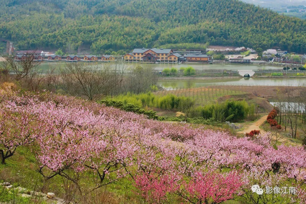 太华的春天, 在太平村的油菜花香中, 在桃花谷的漫天粉红里, 在骊山