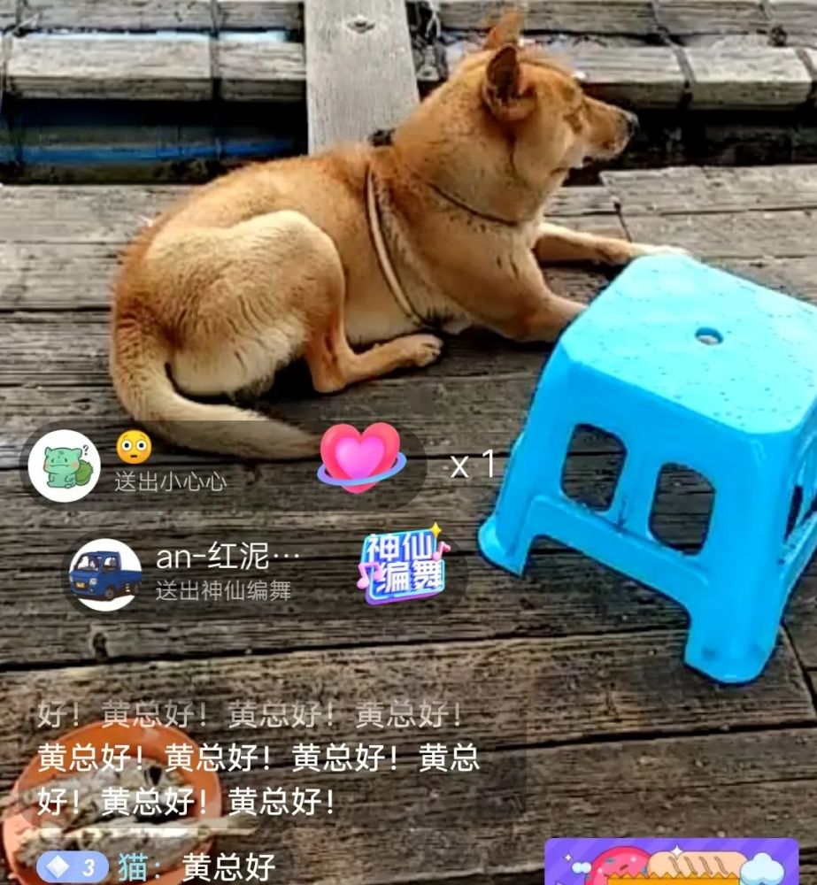 狗,抖音,直播,萌宠