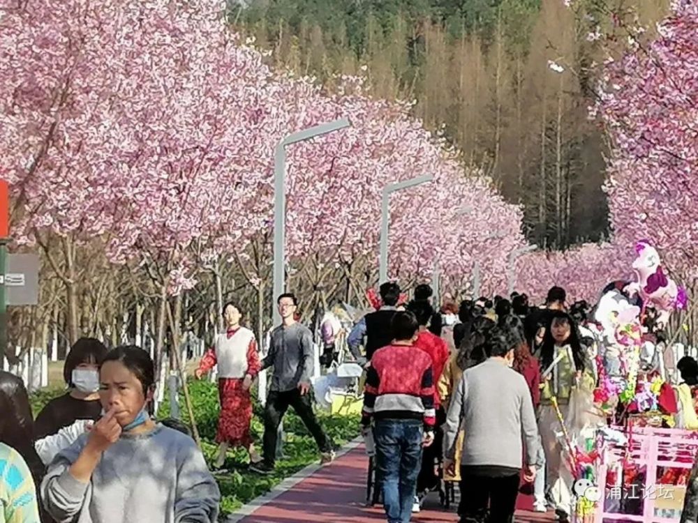 这两天,许多浦江人利用周末时间来到同乐绿道赏樱花,游玩拍照.