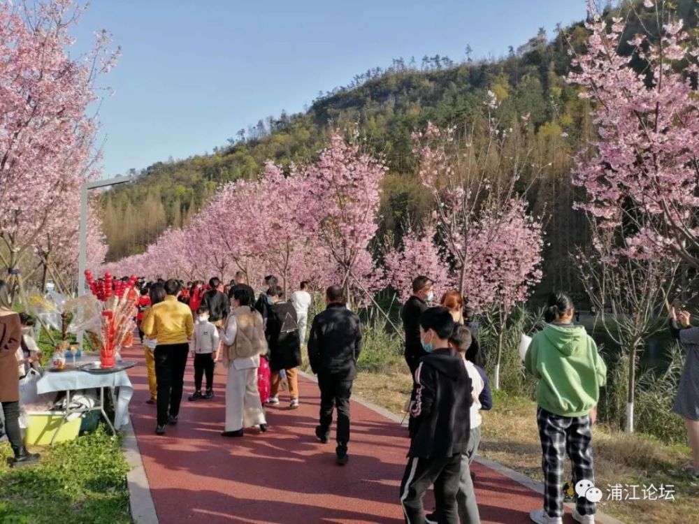 这两天,许多浦江人利用周末时间来到同乐绿道赏樱花,游玩拍照.