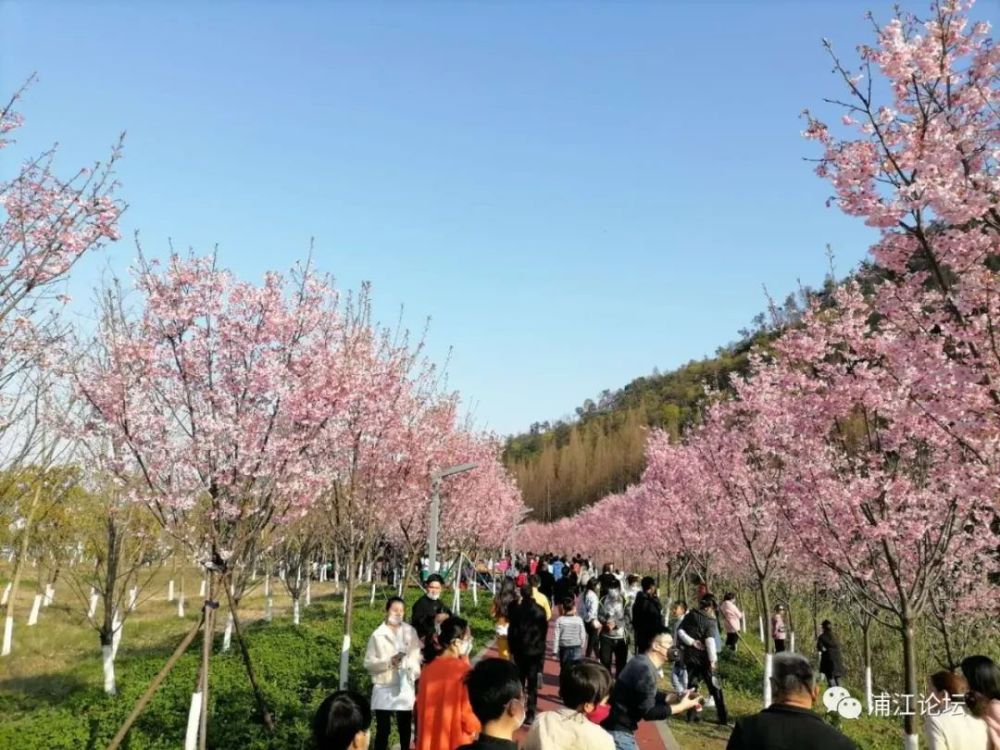 这两天,许多浦江人利用周末时间来到同乐绿道赏樱花,游玩拍照.