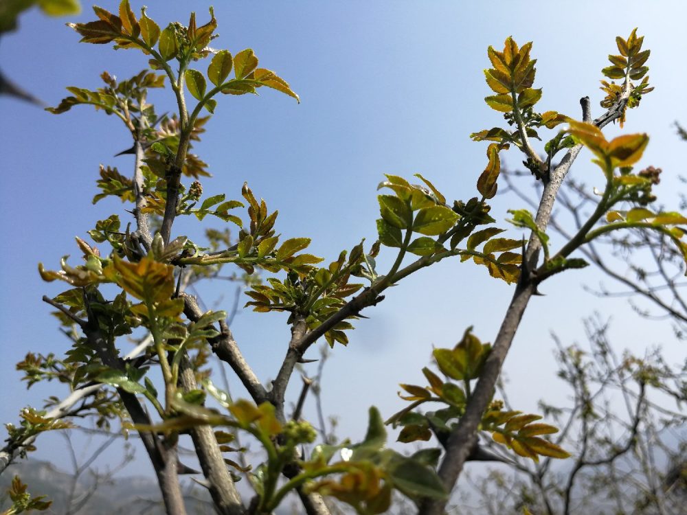 花椒芽,花椒叶,调料香料,野菜