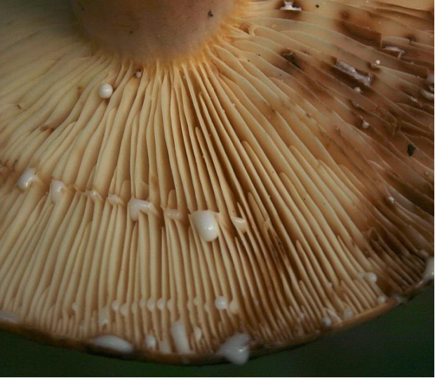 奶浆菌白色菌褶受伤后会渐变褐黄色