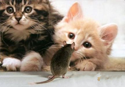 为什么猫会捉老鼠 你可能没注意 它从小就在训练这个技能