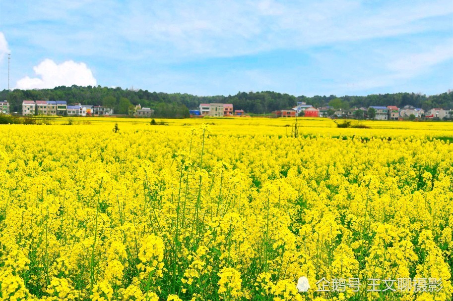 益阳岳家桥千亩油菜花基地采风