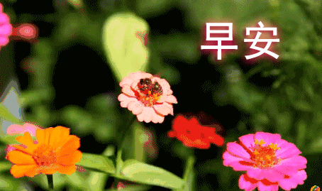 最好看的早安问候祝福图片精选 早上好问候语图片带字