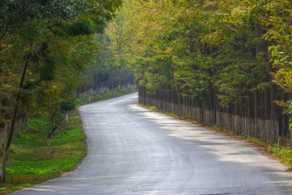 临港新片区的诗与远方:最美塘下公路