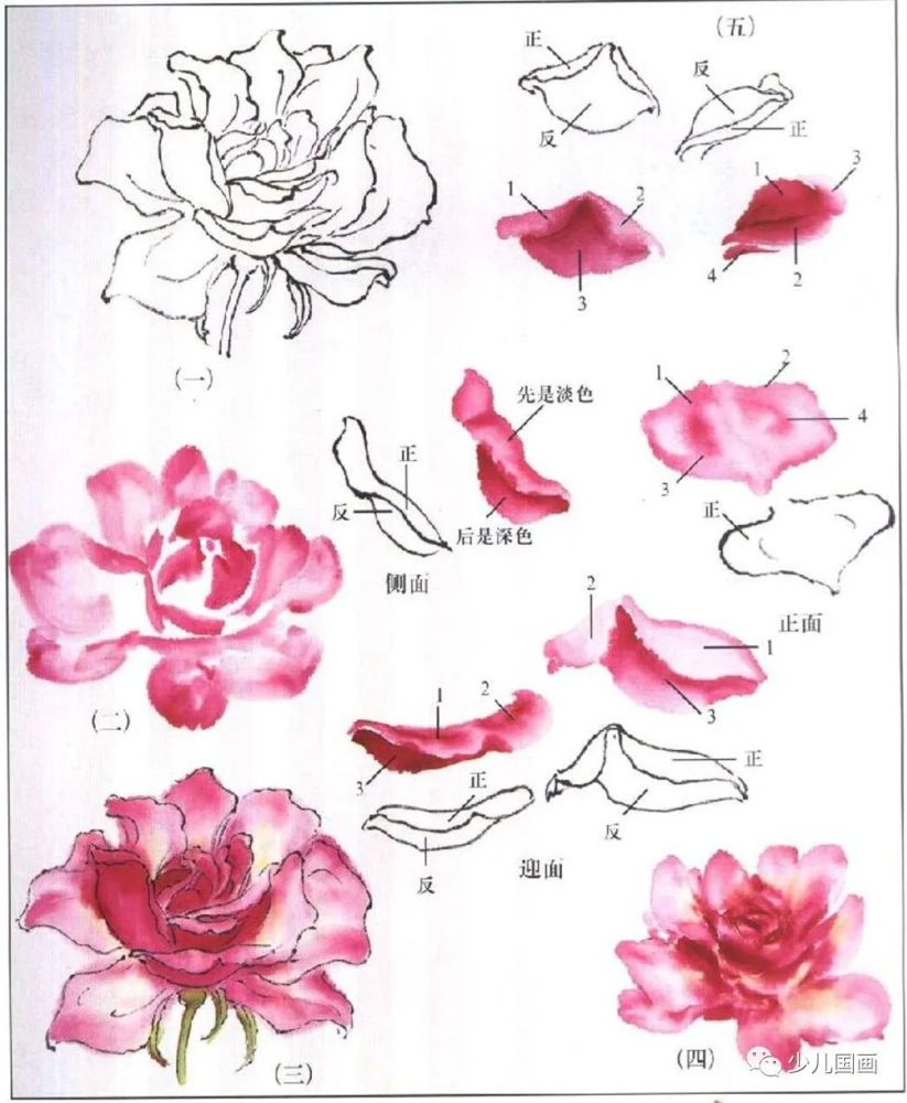 4.花:牡丹花瓣片宽而大.芍药花瓣片瘦而窄.