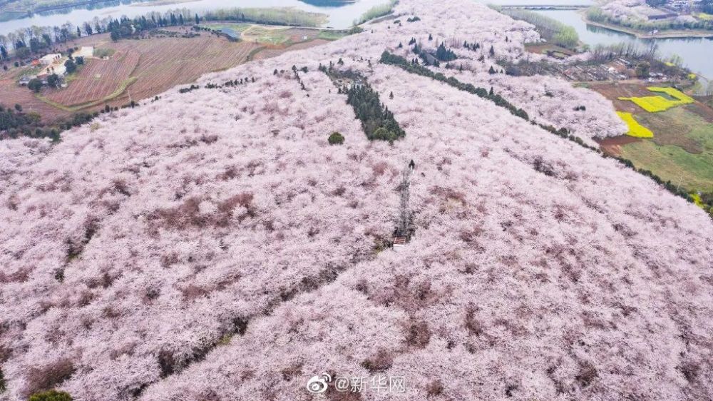 70万株樱花美爆国内外!