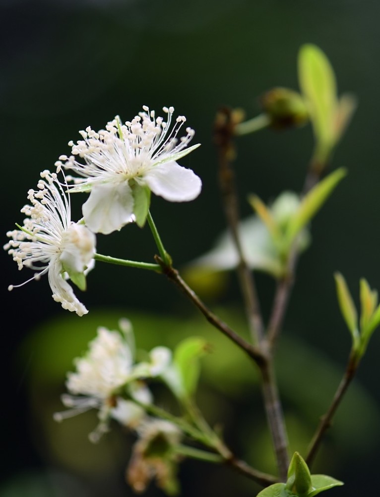 海南琼海,春雨滋润下的花蕊晶莹剔透.