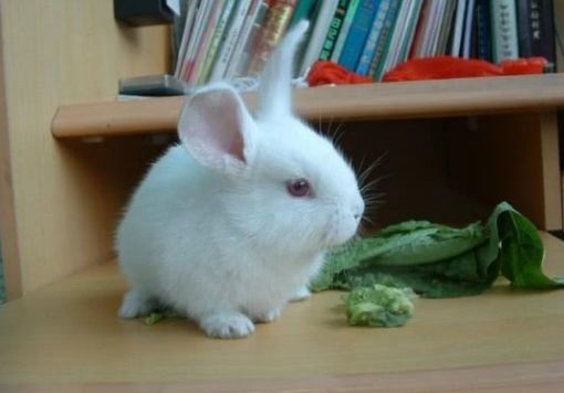 刚出生的小兔子,为什么兔妈妈会选择咬死它们?真相太残忍!