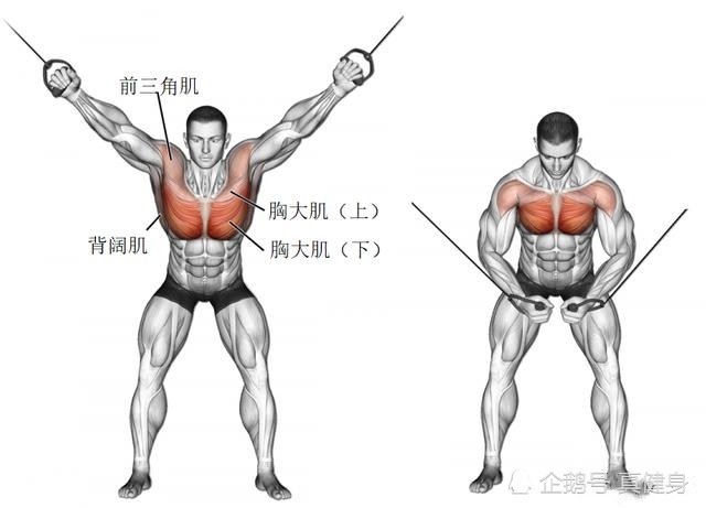 如果你的胸部训练计划里全是多关节的推胸类动作,也许你需要加入一些