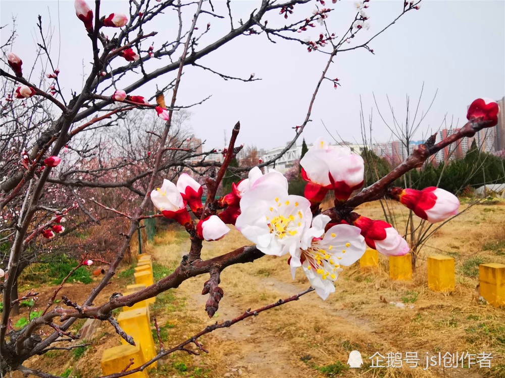 春花盛开风景美,不能出游云赏花,景观大道是首选