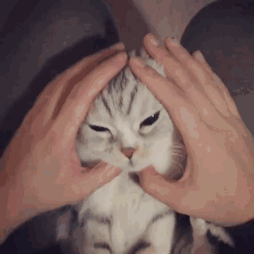 壁纸 动物 猫 猫咪 小猫 桌面 365_365 gif 动态图 动图