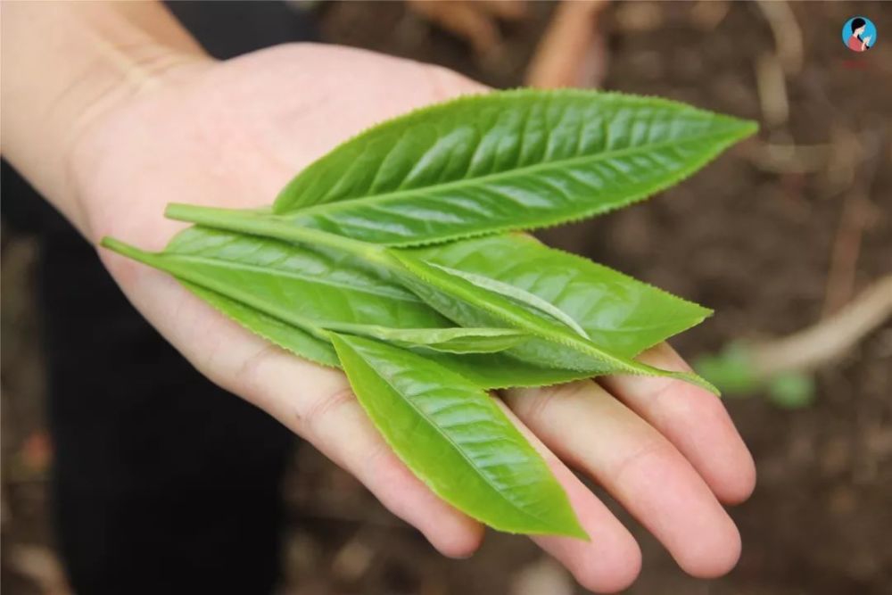 仅靠叶片特点就能区分古树茶和台地茶,靠谱吗?