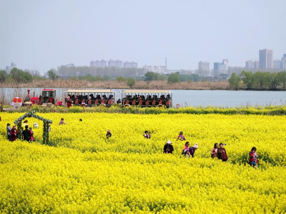 油菜花,高邮,高邮湖,油菜花海