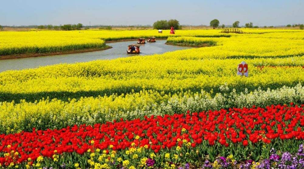 油菜花,高邮,高邮湖,油菜花海