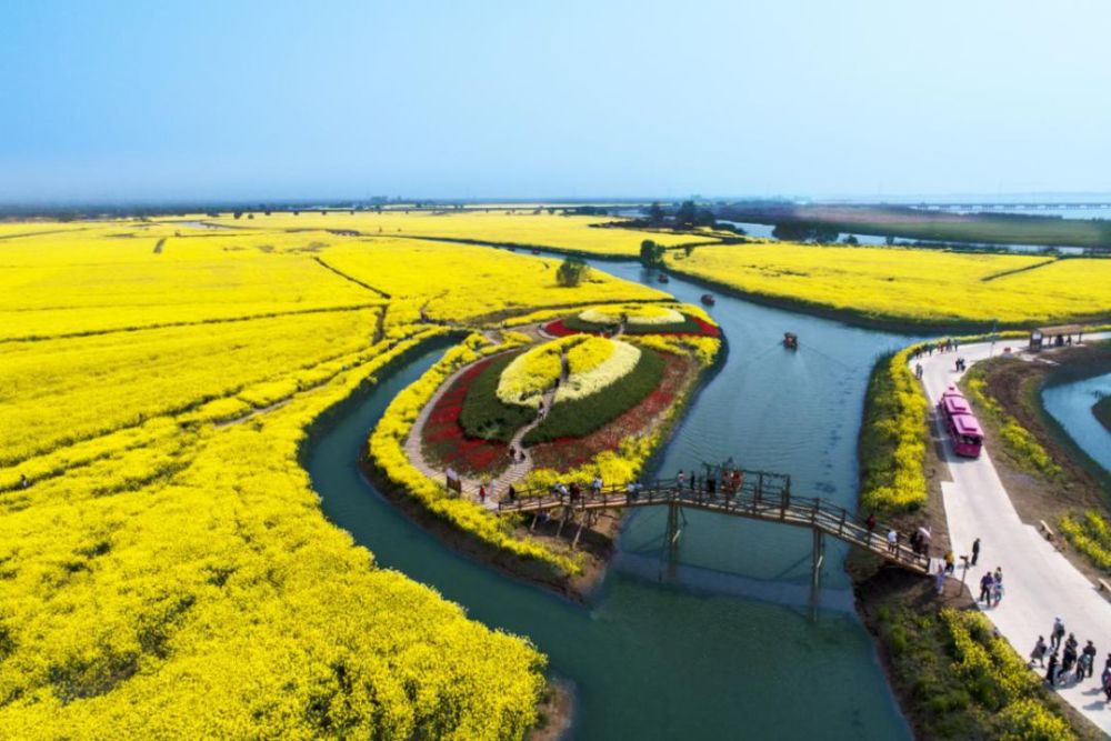 油菜花,高邮,高邮湖,油菜花海