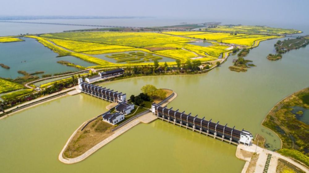 这片花海同时还保留着高邮湖前世今生的历史记忆,贯穿花海东侧的南北