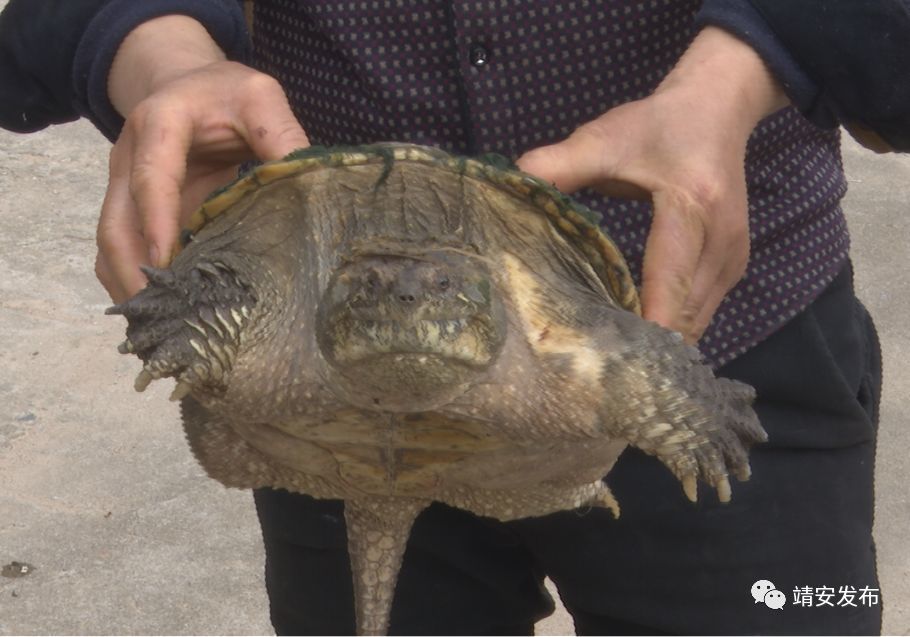 香田乡惊现一只鳄龟,专家提醒:外来物种,不可放生!