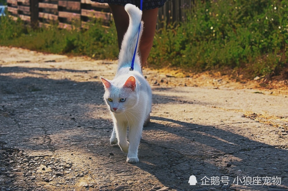 猫咪的奇怪走路姿势