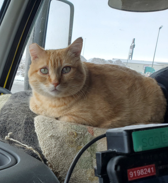 货车司机收养流浪橘猫,成最佳搭档,司机:有猫陪伴太幸福啦