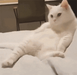 壁纸 动物 猫 猫咪 小猫 桌面 250_245 gif 动态图 动图