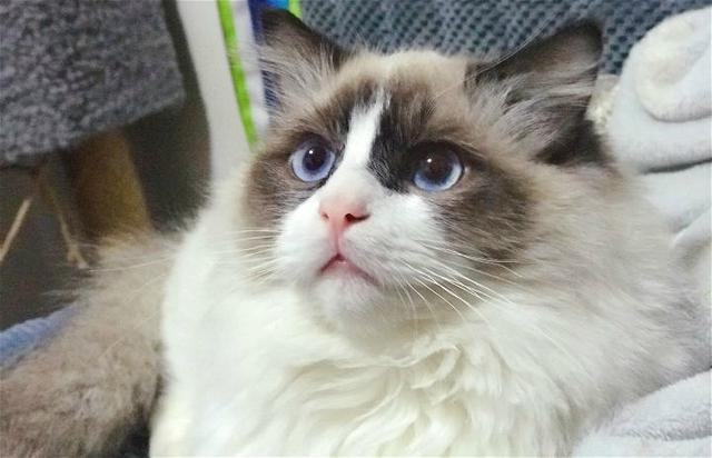 布偶猫溜出家门和流浪猫谈恋爱,主人悲痛欲绝,生娃后又喜笑颜开