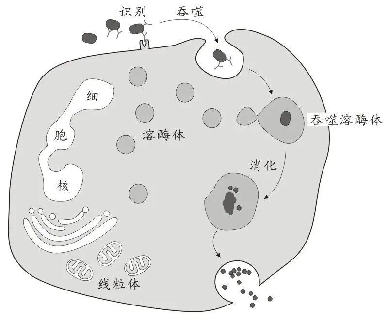 吞噬细胞是最大的白细胞,占白细胞总量的60-70%.