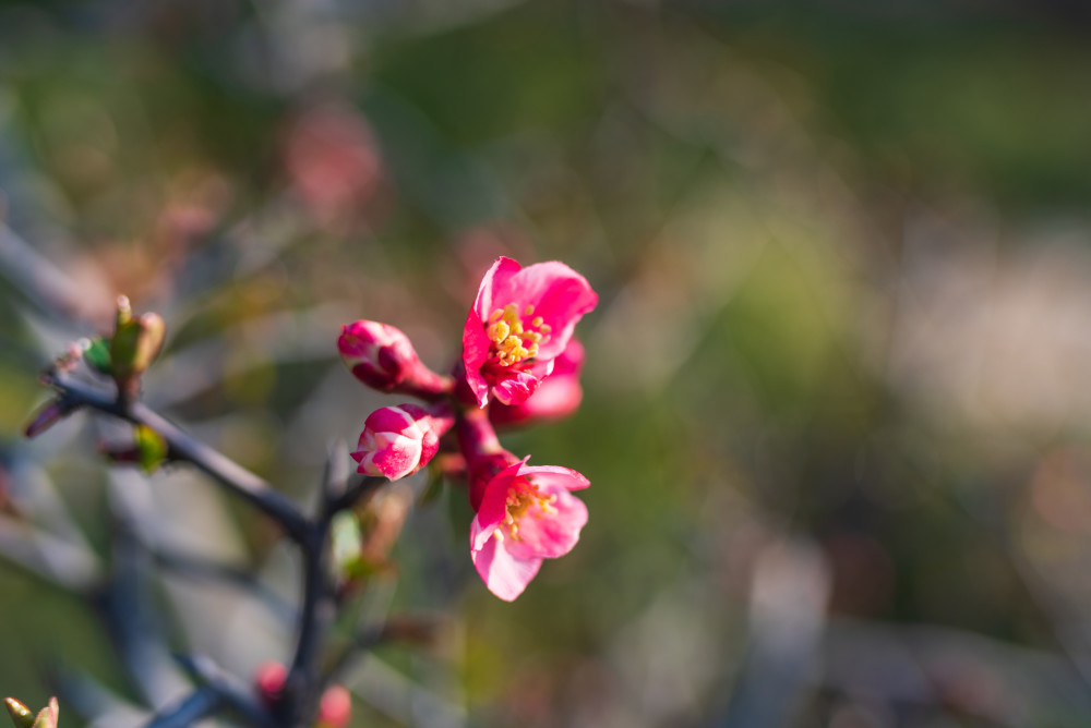 济南的泉城公园,春色满园百花开,市民踏春赏花的好地方