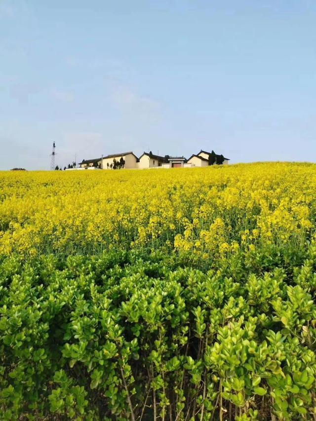 油菜花海,春回鹮乡,梦回洋县