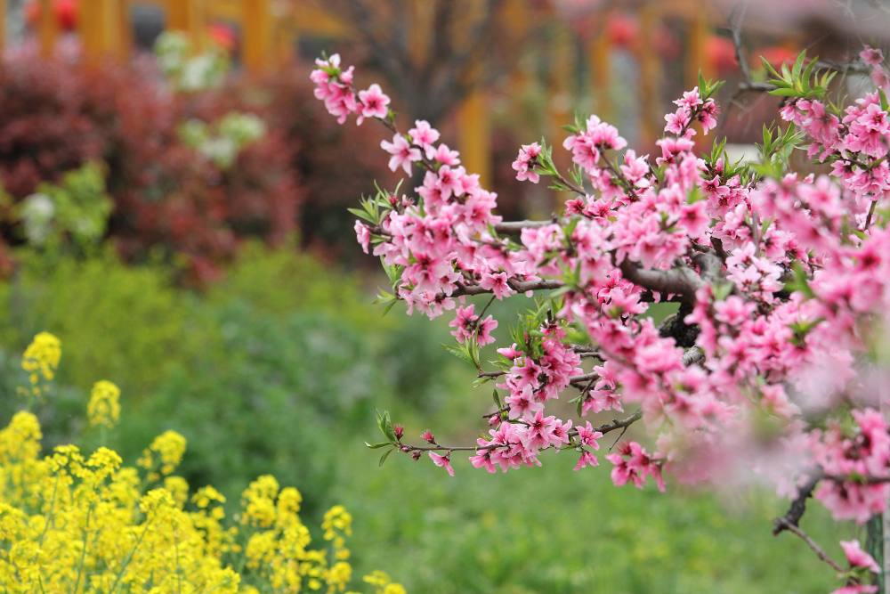 春天里,摄影如何拍出桃花粉梨花白,还有金灿灿的油菜花的美景?