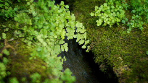 壁纸 植物 蕨类 500_281 gif 动态图 动图