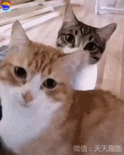 萌宠:不长眼的铲屎官,坏了喵星人的好事!