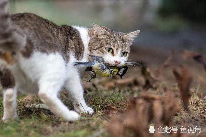 任意出门的家猫,杀伤力是野生猫科动物的10倍!