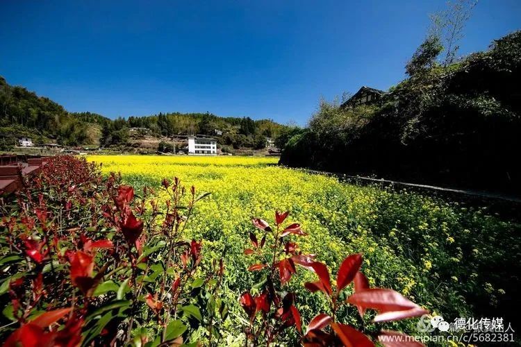 油菜花,云龙谷,德化县,美如画,旅游景区,戴云山