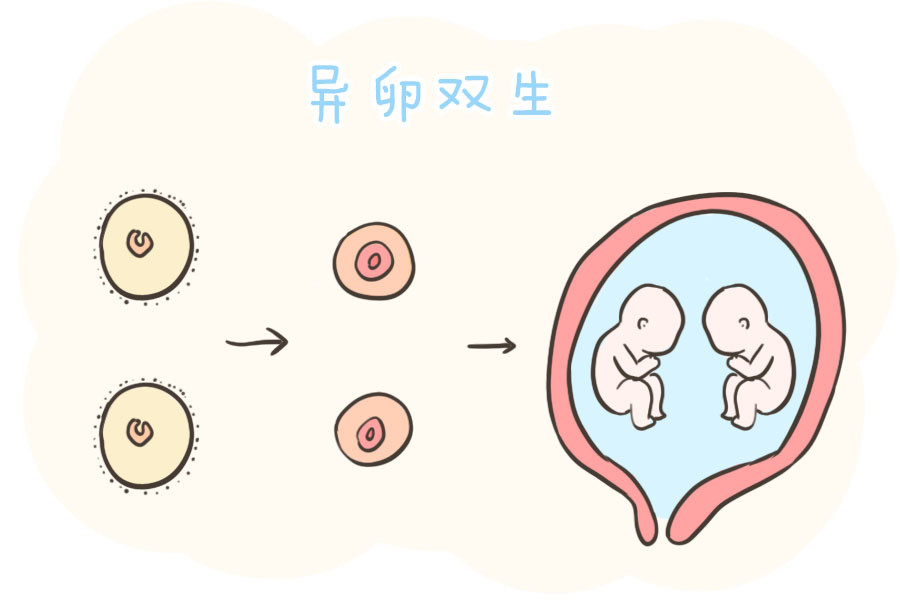 双胞胎宝宝的"诞生秘密"你真的知道吗?其实形成过程是