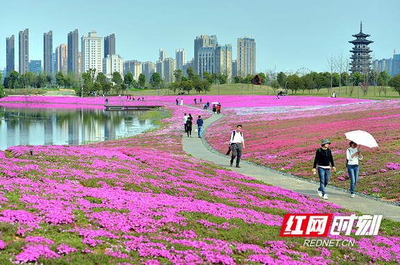 山水相依,城市绿芯——洋湖国家湿地公园恢复开园